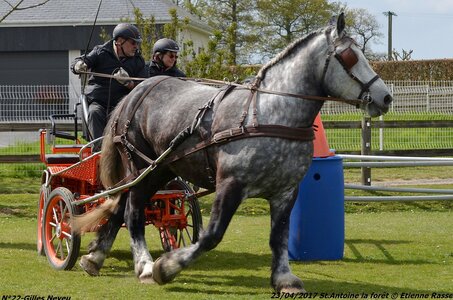 2017-04-23 CCA Saint Antoine la Forêt - Clubs et SHF, 22-DSC_5540