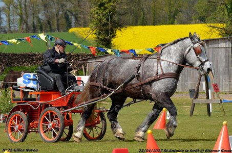2017-04-23 CCA Saint Antoine la Forêt - Clubs et SHF, 22-DSC_5550