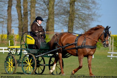 2017-04-23 CCA Saint Antoine la Forêt - Clubs et SHF, 23-DSC_5007