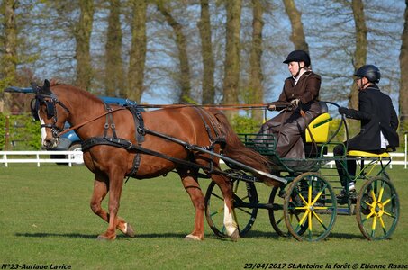 2017-04-23 CCA Saint Antoine la Forêt - Clubs et SHF, 23-DSC_5008
