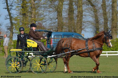 2017-04-23 CCA Saint Antoine la Forêt - Clubs et SHF, 23-DSC_5009