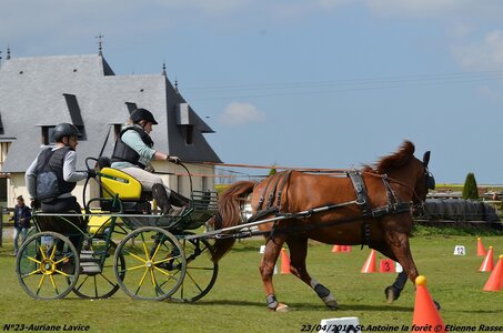 2017-04-23 CCA Saint Antoine la Forêt - Clubs et SHF, 23-DSC_5561