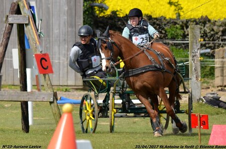 2017-04-23 CCA Saint Antoine la Forêt - Clubs et SHF, 23-DSC_5566