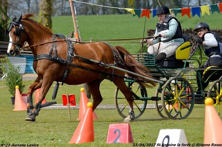 2017-04-23 CCA Saint Antoine la Forêt - Clubs et SHF, 23-DSC_5576
