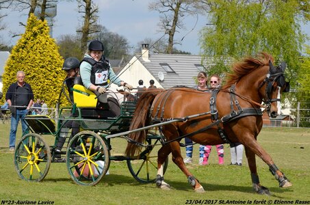 2017-04-23 CCA Saint Antoine la Forêt - Clubs et SHF, 23-DSC_5583