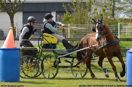 2017-04-23 CCA Saint Antoine la Forêt - Clubs et SHF, 23-DSC_5590