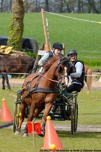 2017-04-23 CCA Saint Antoine la Forêt - Clubs et SHF, 23-DSC_5608