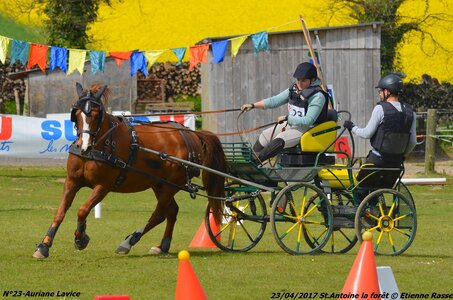 2017-04-23 CCA Saint Antoine la Forêt - Clubs et SHF, 23-DSC_5612