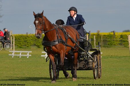 2017-04-23 CCA Saint Antoine la Forêt - Clubs et SHF, 24-DSC_4964
