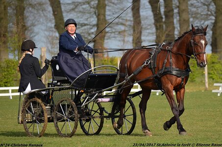 2017-04-23 CCA Saint Antoine la Forêt - Clubs et SHF, 24-DSC_4965