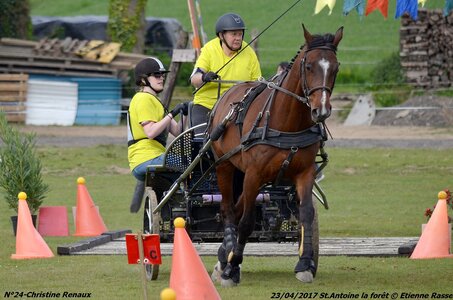 2017-04-23 CCA Saint Antoine la Forêt - Clubs et SHF, 24-DSC_5411