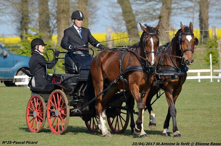 2017-04-23 CCA Saint Antoine la Forêt - Clubs et SHF, 25-DSC_5011