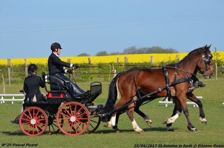2017-04-23 CCA Saint Antoine la Forêt - Clubs et SHF, 25-DSC_5024