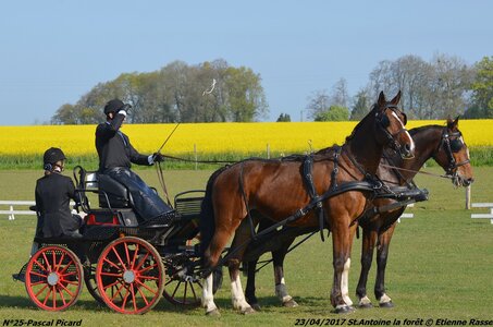 2017-04-23 CCA Saint Antoine la Forêt - Clubs et SHF, 25-DSC_5028