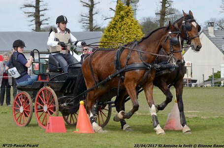 2017-04-23 CCA Saint Antoine la Forêt - Clubs et SHF, 25-DSC_5751