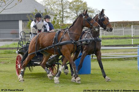 2017-04-23 CCA Saint Antoine la Forêt - Clubs et SHF, 25-DSC_5759