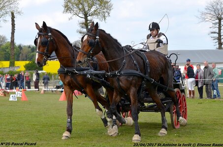 2017-04-23 CCA Saint Antoine la Forêt - Clubs et SHF, 25-DSC_5779