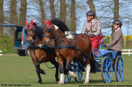 2017-04-23 CCA Saint Antoine la Forêt - Clubs et SHF, 26-DSC_5084