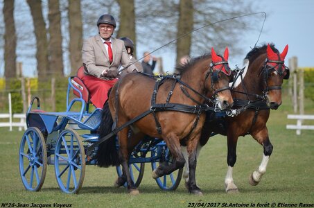 2017-04-23 CCA Saint Antoine la Forêt - Clubs et SHF, 26-DSC_5085