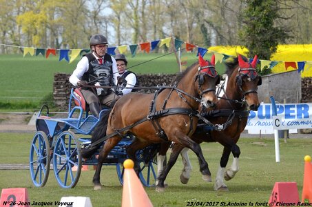 2017-04-23 CCA Saint Antoine la Forêt - Clubs et SHF, 26-DSC_5910_Copier