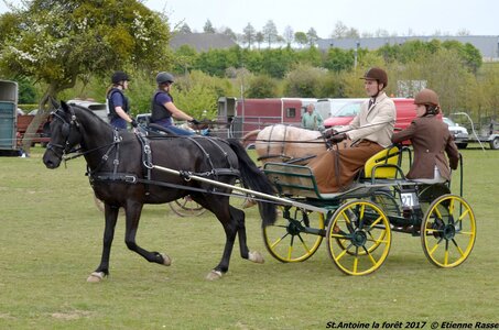 2017-04-23 CCA Saint Antoine la Forêt - Clubs et SHF, 27-DSC_5271