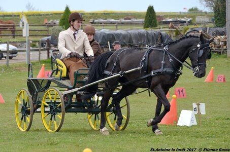 2017-04-23 CCA Saint Antoine la Forêt - Clubs et SHF, 27-DSC_5273