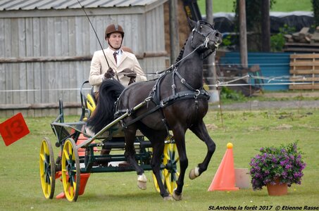 2017-04-23 CCA Saint Antoine la Forêt - Clubs et SHF, 27-DSC_5285