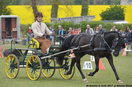 2017-04-23 CCA Saint Antoine la Forêt - Clubs et SHF, 27-DSC_5291