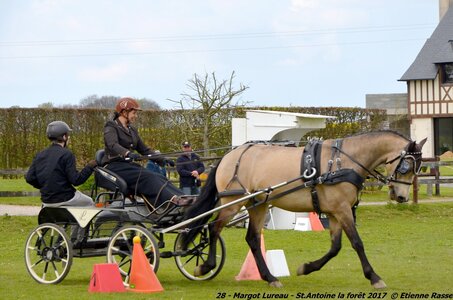 2017-04-23 CCA Saint Antoine la Forêt - Clubs et SHF, 28-DSC_5257_1