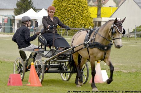 2017-04-23 CCA Saint Antoine la Forêt - Clubs et SHF, 28-DSC_5259