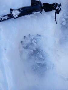 Fréchet 2017 Traces d'ours, image2