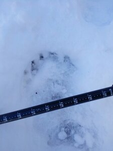 Fréchet 2017 Traces d'ours, image3