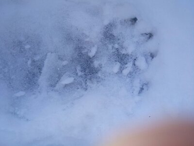 Fréchet 2017 Traces d'ours, image8