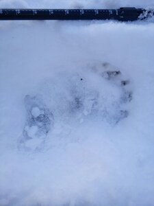 Fréchet 2017 Traces d'ours, image1493377753926
