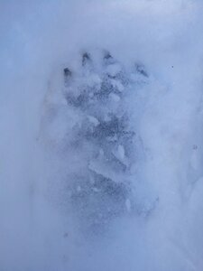 Fréchet 2017 Traces d'ours, image1493377824856