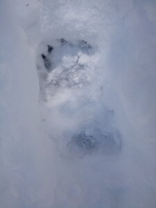 Fréchet 2017 Traces d'ours, IMG_20170428_123655