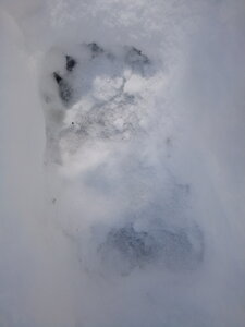 Fréchet 2017 Traces d'ours, IMG_20170428_123659