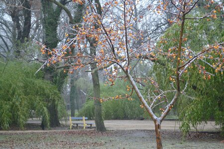 06 - Janvier 2017, DSC_0272