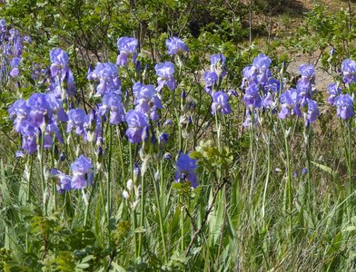 2017-04 Caf-Calanques, 2017-04-28_1101