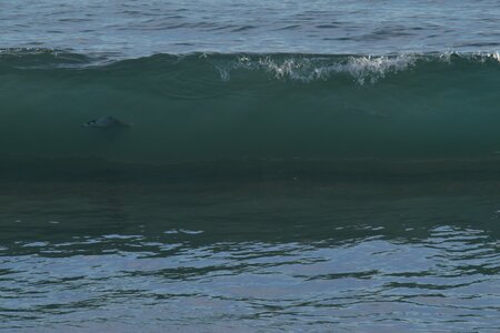 Basse Californie Sud en hiver : décembre 2016 / Janv 2017, DSC_0517_01