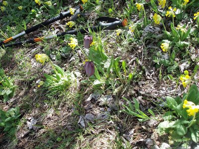 Randonnée du 15/05/2017 vers le col de Gleize, P1010013 (2)
