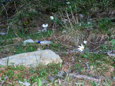 Randonnée du 15/05/2017 vers le col de Gleize, P1010017 (2)