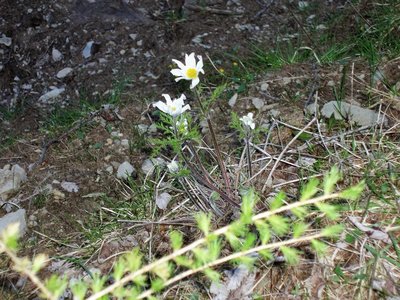 Randonnée du 15/05/2017 vers le col de Gleize, P1010018