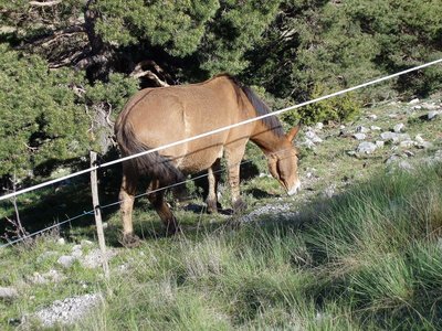 Randonnée du 15/05/2017 vers le col de Gleize, P1010024