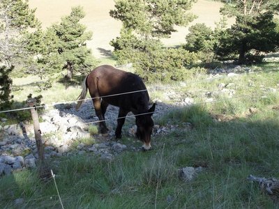Randonnée du 15/05/2017 vers le col de Gleize, P1010023