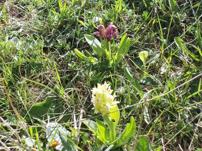 Randonnée du 15/05/2017 vers le col de Gleize, P1010019 (2)