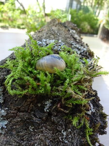 MTL Parc et Jardin Mai 2017, DSC05756