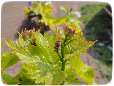 Voyage ALSACE - 8 au 13 mai 2017, P5090173  Copier 