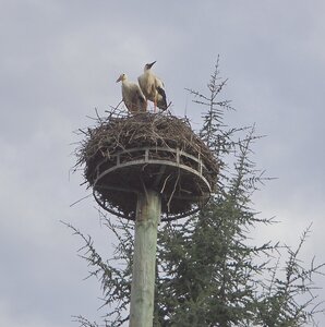 Voyage ALSACE - 8 au 13 mai 2017, P5110080  Copier 