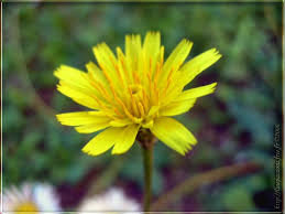 fleurs des champs, 3